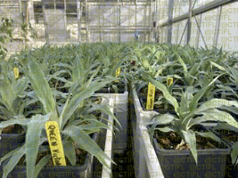 Acclimatation des vitro plants sous serre chauffée. CTIFL de Balandran, avril 2025